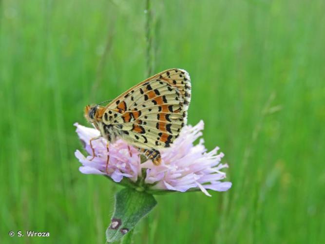 <i>Melitaea didyma</i> (Esper, 1778) © S. Wroza