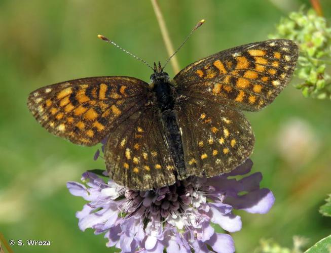 <i>Melitaea diamina</i> (Lang, 1789) © S. Wroza