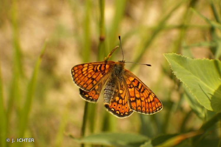 <i>Euphydryas aurinia</i> (Rottemburg, 1775) © J. ICHTER