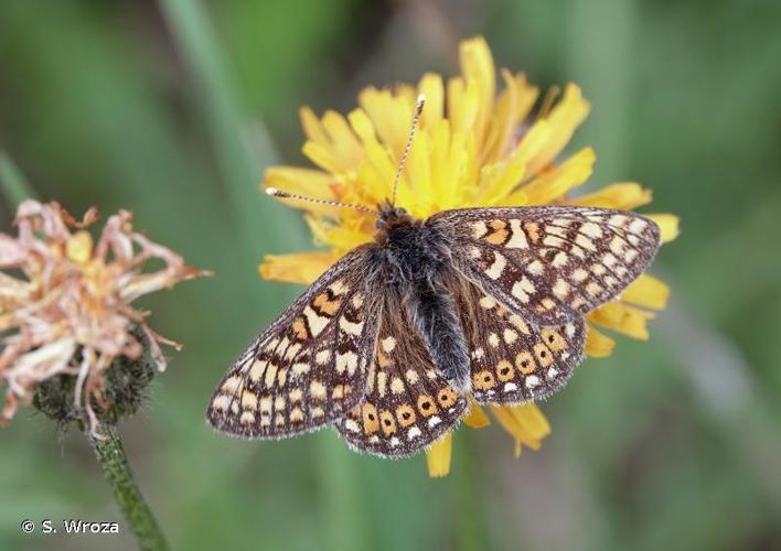 <i>Euphydryas aurinia aurinia</i> (Rottemburg, 1775) © S. Wroza