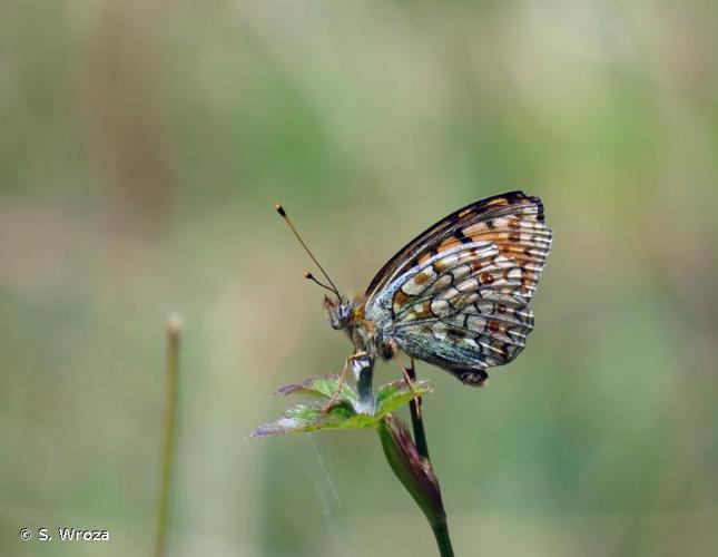 <i>Fabriciana niobe</i> (Linnaeus, 1758) © S. Wroza