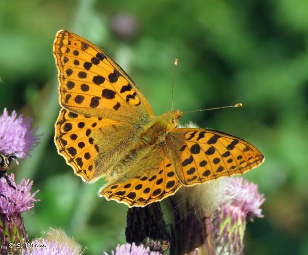 <i>Issoria lathonia</i> (Linnaeus, 1758) © S. Wroza