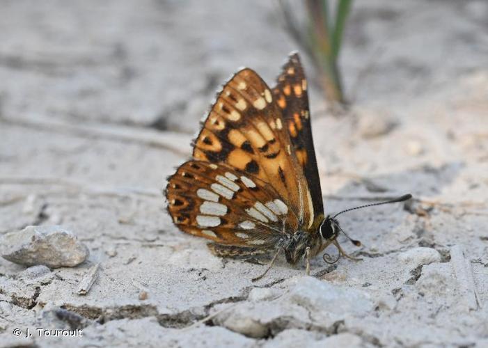 <i>Hamearis lucina</i> (Linnaeus, 1758) © J. Touroult