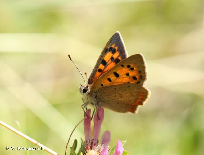 <i>Lycaena phlaeas</i> (Linnaeus, 1761) © O. Roquinarc'h