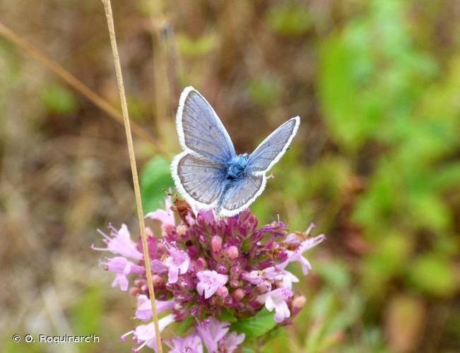 <i>Plebejus argus</i> (Linnaeus, 1758) © O. Roquinarc'h