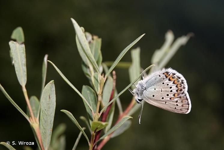 <i>Plebejus idas</i> (Linnaeus, 1761) © S. Wroza