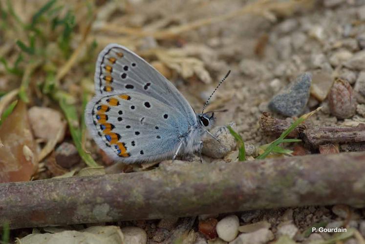 <i>Plebejus argyrognomon</i> (Bergsträsser, 1779) © P. Gourdain