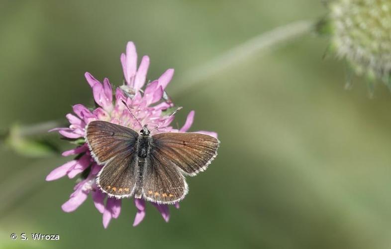 <i>Aricia artaxerxes</i> (Fabricius, 1793) © S. Wroza