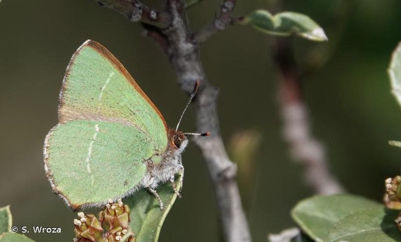 <i>Callophrys avis</i> Chapman, 1909 © S. Wroza