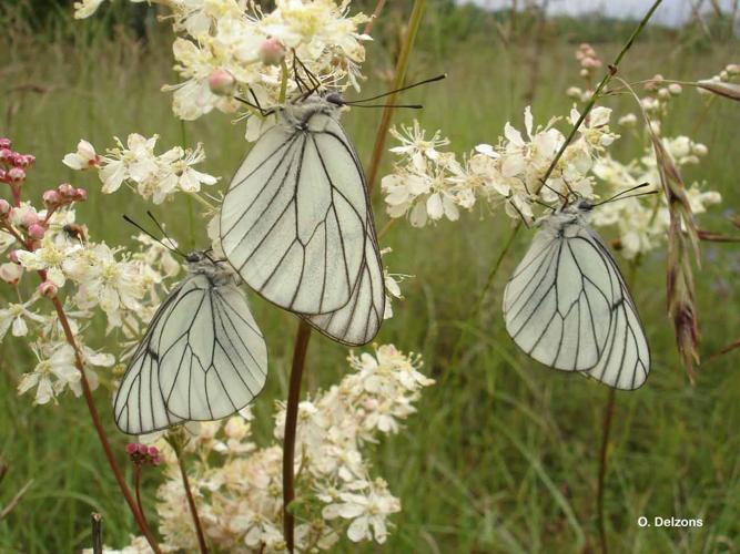 <i>Aporia crataegi</i> (Linnaeus, 1758) © O. Delzons