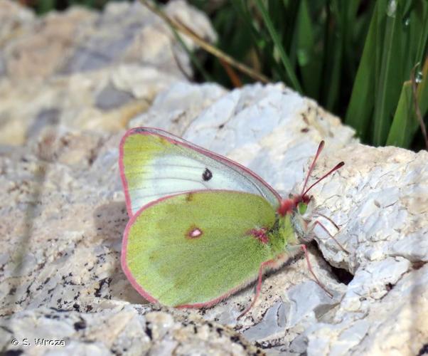 <i>Colias phicomone</i> (Esper, 1780) © S. Wroza