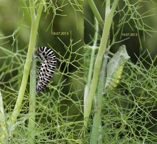 <i>Papilio machaon</i> Linnaeus, 1758 © P. Chatard