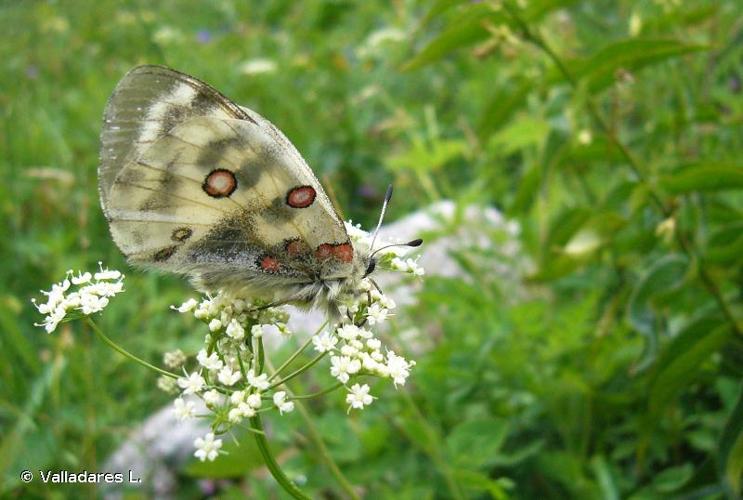 <i>Parnassius apollo</i> (Linnaeus, 1758) © Valladares L.