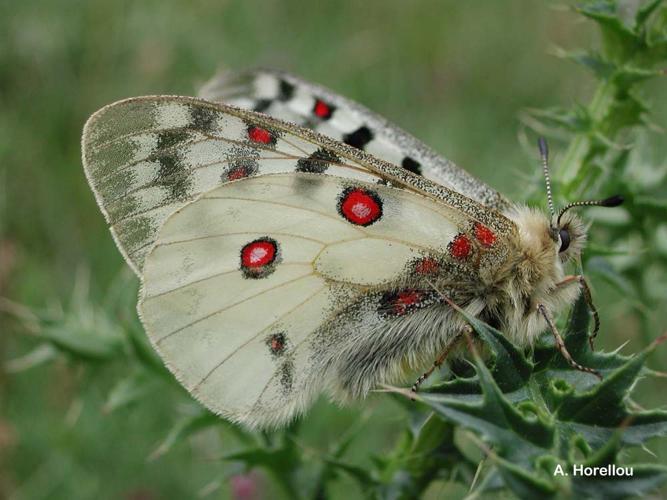 <i>Parnassius phoebus</i> (Fabricius, 1793) © A. Horellou