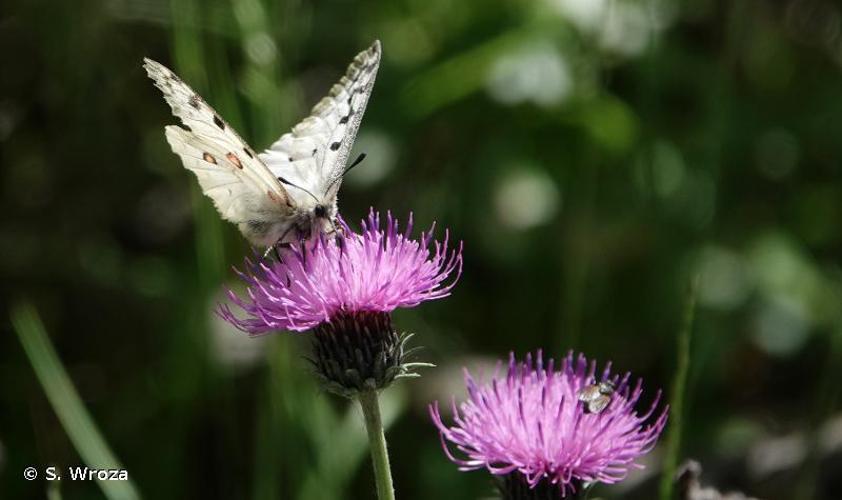 <i>Parnassius phoebus sacerdos</i> Stichel, 1906 © S. Wroza