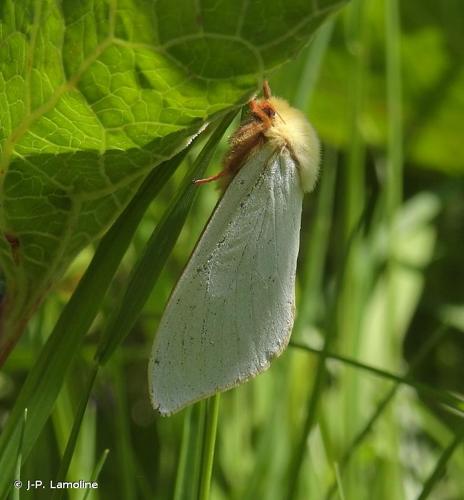 <i>Hepialus humuli</i> (Linnaeus, 1758) © J-P. Lamoline