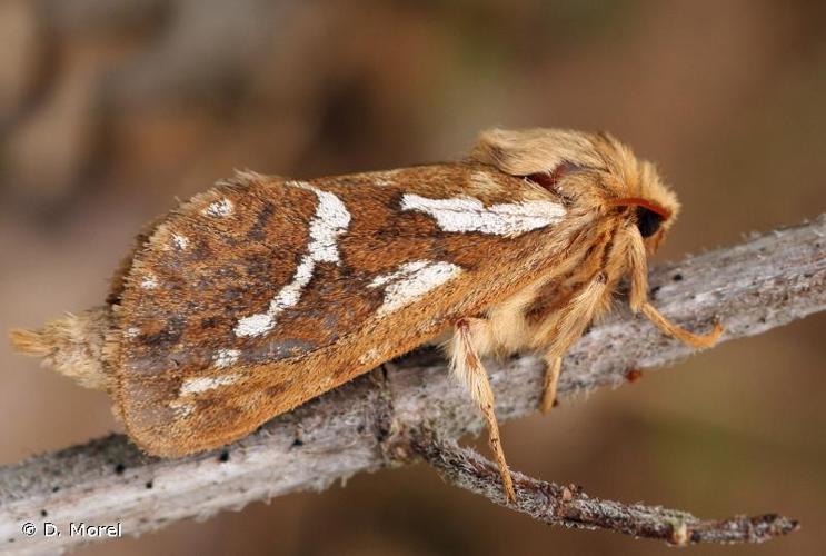 <i>Korscheltellus lupulinus</i> (Linnaeus, 1758) © D. Morel