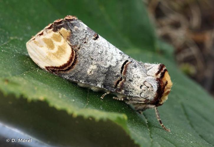 <i>Phalera bucephala</i> (Linnaeus, 1758) © D. Morel