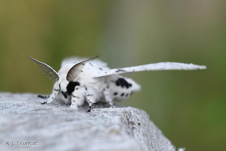 <i>Cerura erminea</i> (Esper, 1783) © J. Touroult