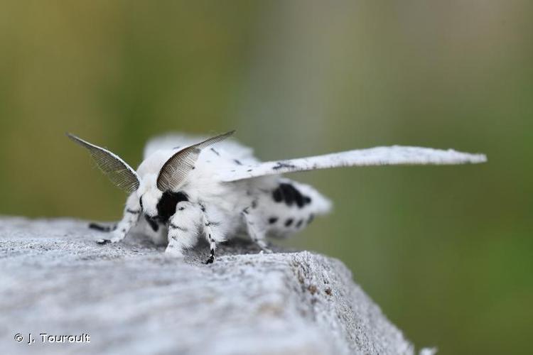 <i>Cerura erminea</i> (Esper, 1783) © J. Touroult