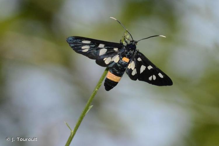 <i>Syntomis phegea</i> (Linnaeus, 1758) © J. Touroult