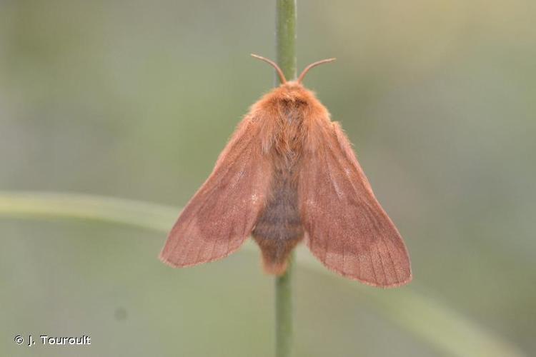 <i>Malacosoma alpicola</i> (Staudinger, 1870) © J. Touroult