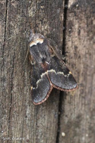 <i>Poecilocampa populi</i> (Linnaeus, 1758) © P. Chatard
