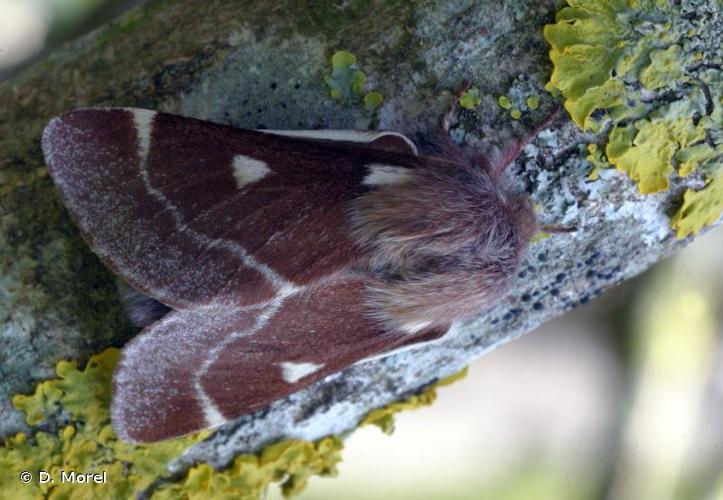 <i>Eriogaster lanestris</i> (Linnaeus, 1758) © D. Morel