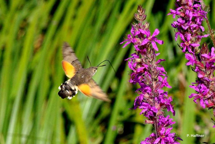 <i>Macroglossum stellatarum</i> (Linnaeus, 1758) © P. Haffner