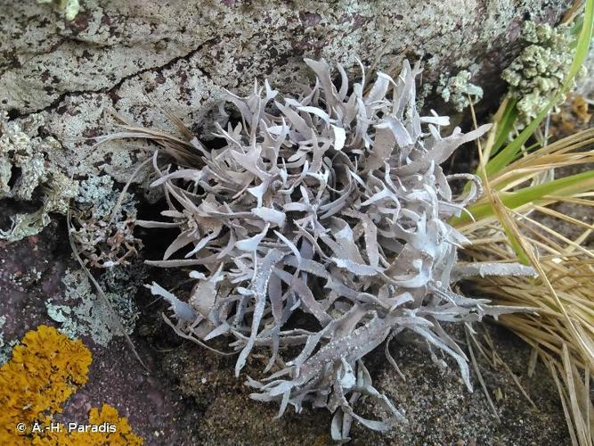 <i>Roccella fuciformis</i> (L.) DC., 1805 © A.-H. Paradis