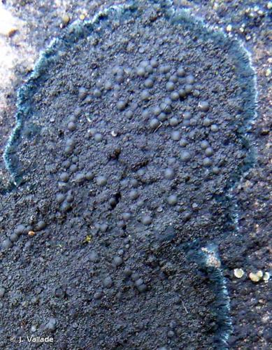 <i>Placynthium nigrum</i> (Huds.) Gray, 1821 © J. Vallade