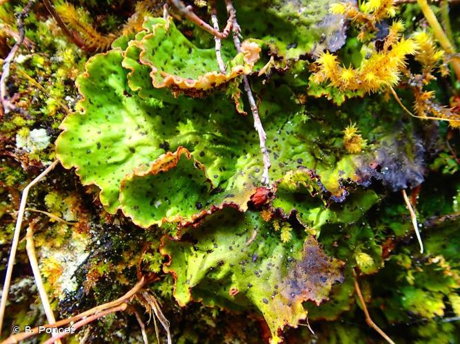 <i>Peltigera aphthosa</i> (L.) Willd., 1787 © R. Poncet