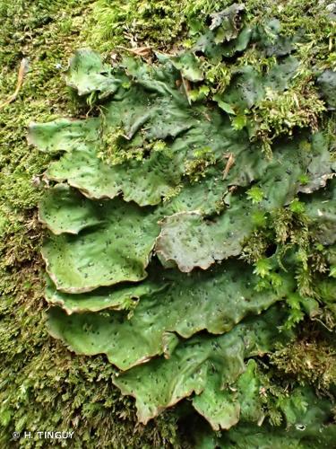 <i>Peltigera leucophlebia</i> (Nyl.) Gyeln., 1926 © H. TINGUY