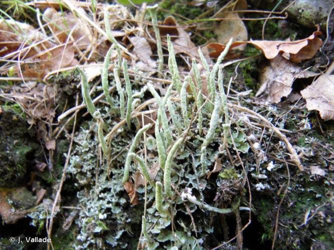 <i>Cladonia coniocraea</i> (Flörke) Spreng., 1827 © J. Vallade