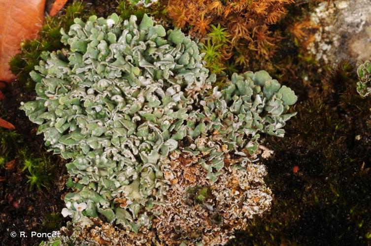 <i>Cladonia symphycarpia</i> (Ach.) Fr., 1826 © R. Poncet