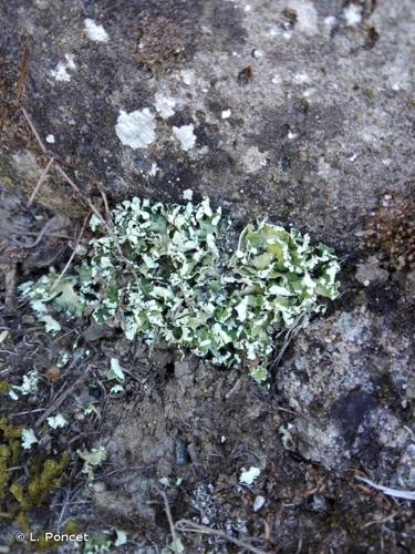 <i>Cladonia foliacea</i> (Huds.) Willd., 1787 © L. Poncet