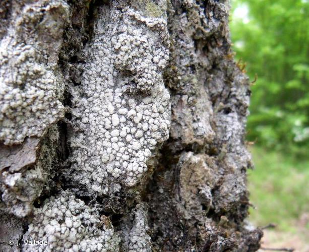 <i>Pertusaria amara</i> (Ach.) Nyl., 1872 © J. Vallade