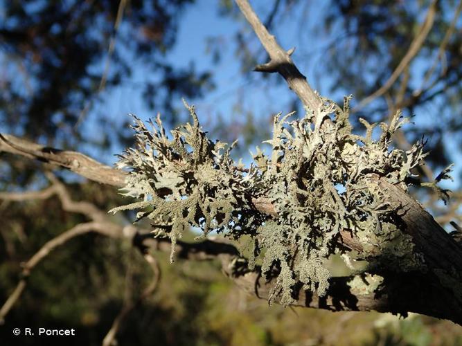 <i>Pseudevernia furfuracea</i> (L.) Zopf, 1903 © R. Poncet