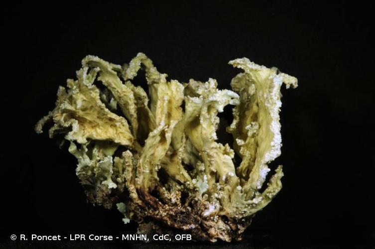 <i>Ramalina requienii</i> (De Not.) Jatta, 1900 © R. Poncet - LPR Corse - MNHN, CdC, OFB