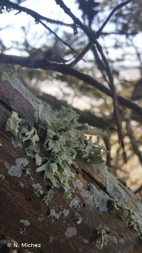 <i>Ramalina canariensis</i> J.Steiner, 1904 © N. Michez