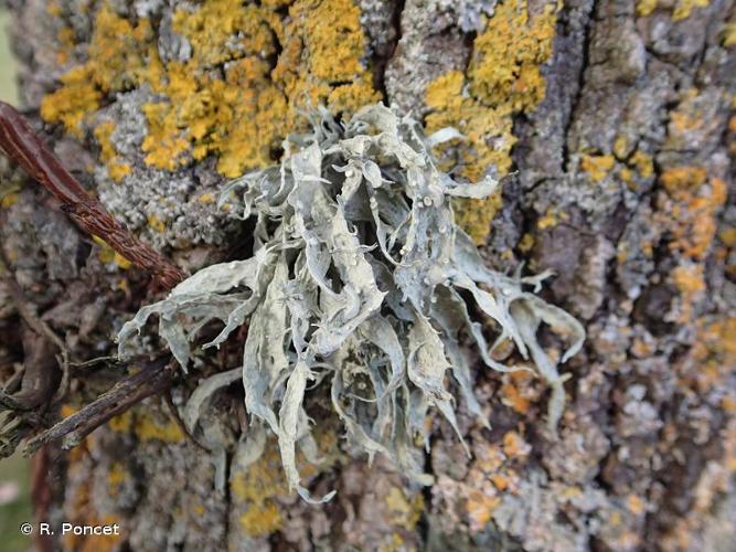 <i>Ramalina fraxinea</i> (L.) Ach., 1810 © R. Poncet