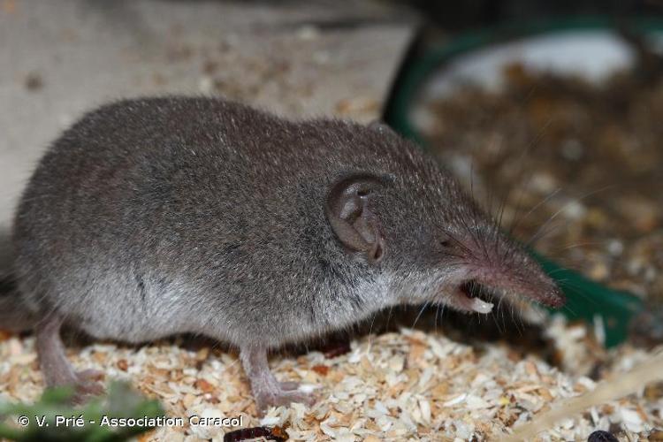 <i>Crocidura russula</i> (Hermann, 1780) © V. Prié - Association Caracol