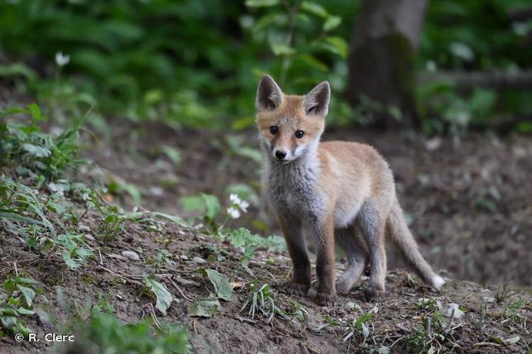 <i>Vulpes vulpes</i> (Linnaeus, 1758) © R. Clerc