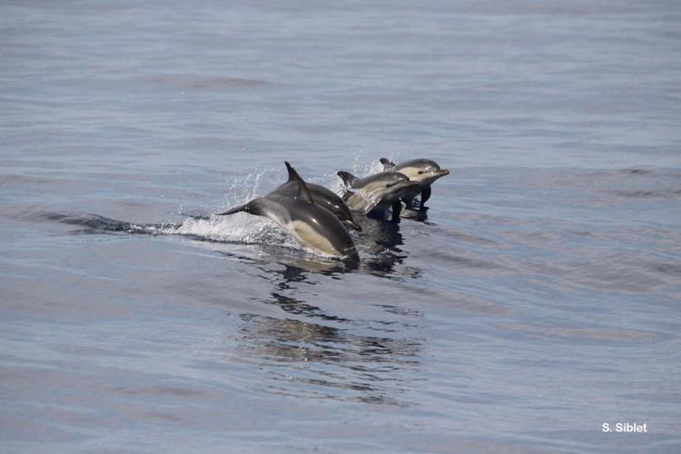 <i>Delphinus delphis</i> Linnaeus, 1758 © S. Siblet