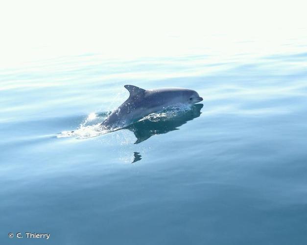 <i>Tursiops truncatus</i> (Montagu, 1821) © C. Thierry