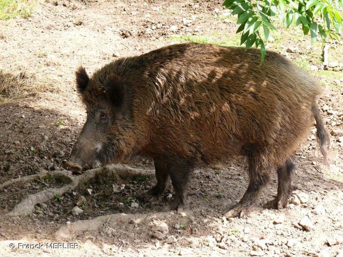 <i>Sus scrofa</i> Linnaeus, 1758 © Franck MERLIER