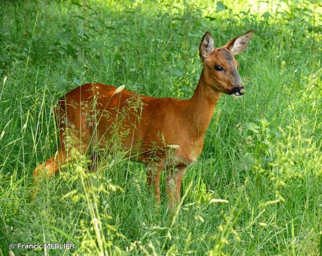 <i>Capreolus capreolus</i> (Linnaeus, 1758) © Franck MERLIER