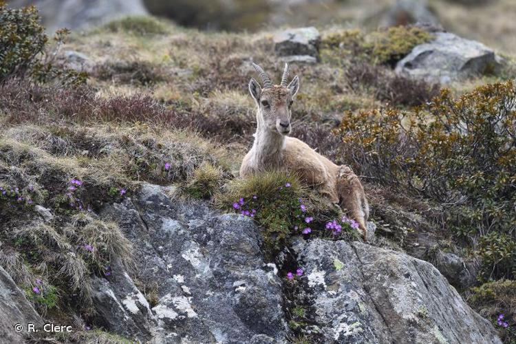 <i>Capra ibex</i> Linnaeus, 1758 © R. Clerc