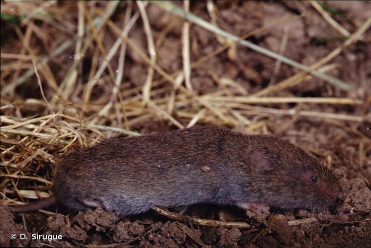 <i>Microtus subterraneus</i> (de Sélys-Longchamps, 1836) © D. Sirugue