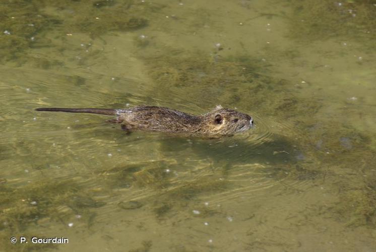 <i>Myocastor coypus</i> (Molina, 1782) © P. Gourdain